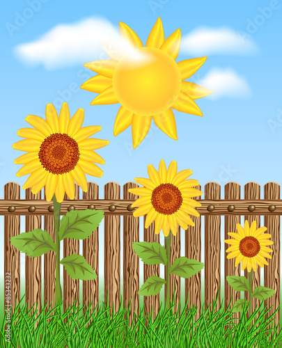 Wooden fence with sunflower against in the sky and sun