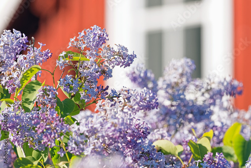 Common lilac or Syringa vul...