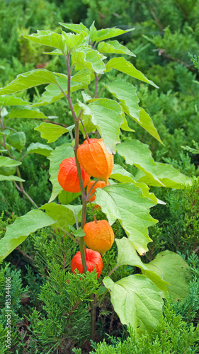 Lampionblume - Physalis alkekengi photo