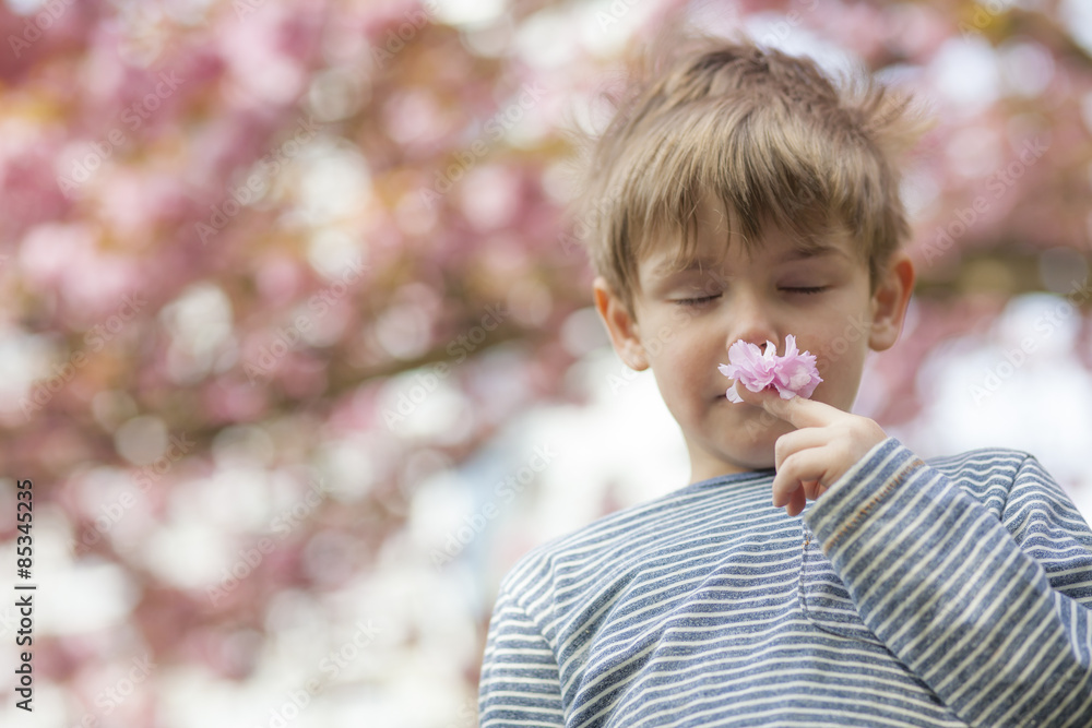 Germany, Berlin, Cherry blossom, Little boy smelling flowers Germany, Berlin, Cherry blossom, Little boy smelling flowers