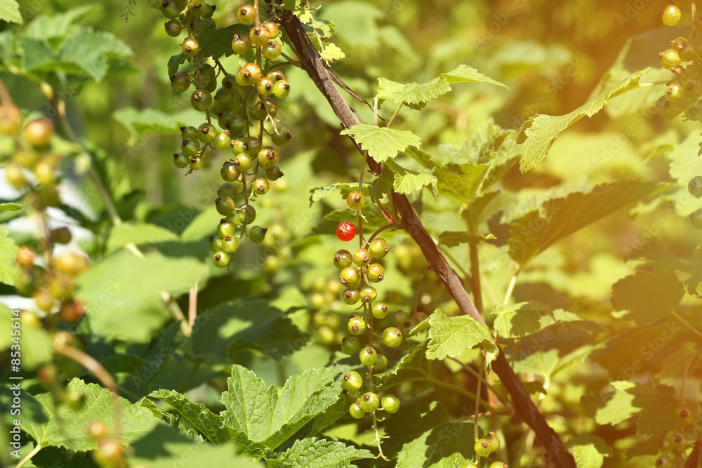 unripe red currant berry bush garden unripe red currant berry bush garden