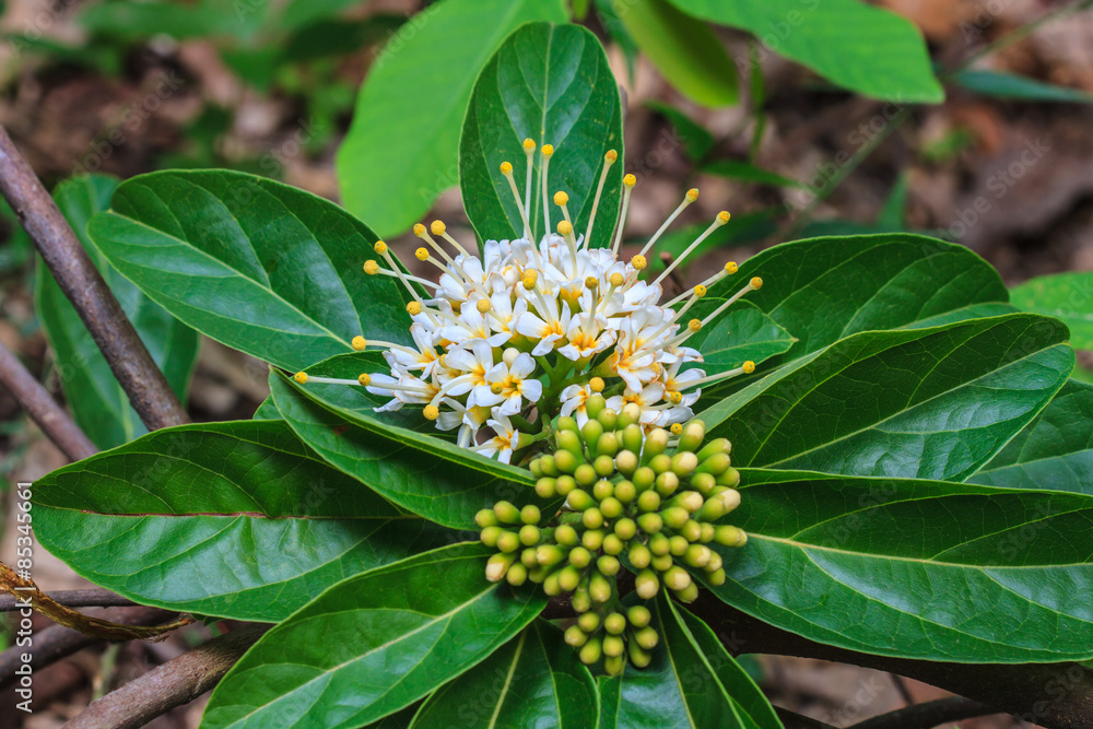 beautiful wild flower in forest