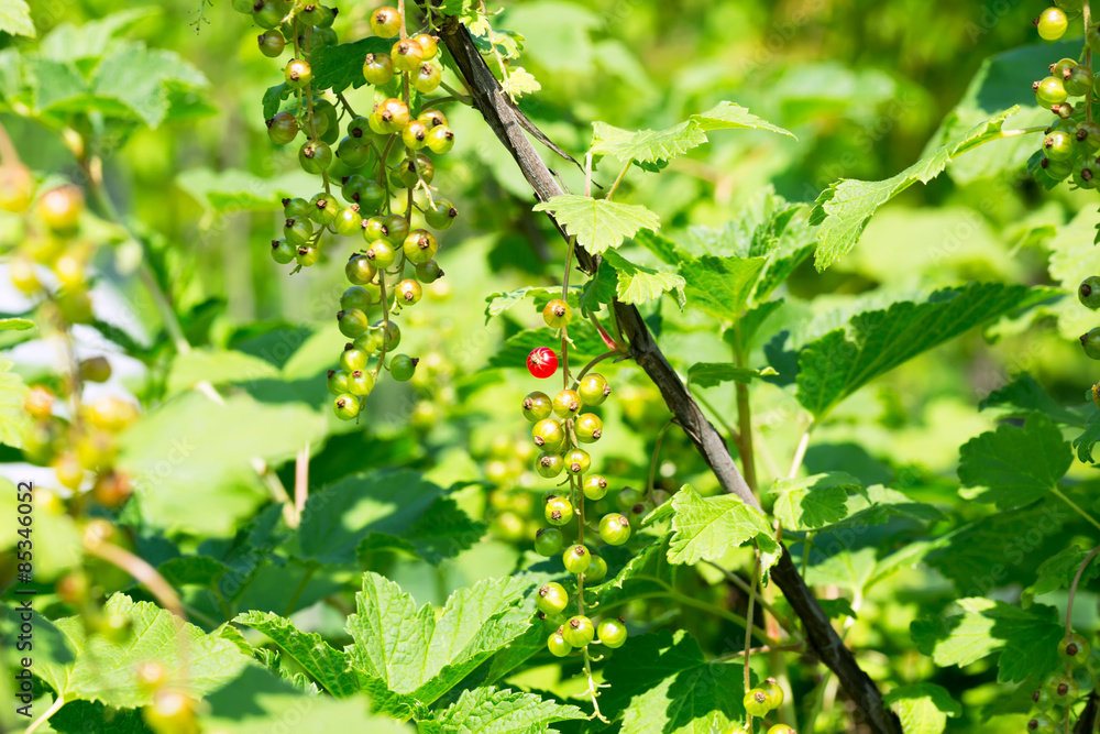 unripe red currant berry bush garden unripe red currant berry bush garden