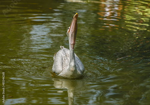 Pelikaan slikt vis door. photo