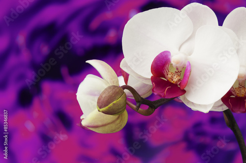 Fototapeta Naklejka Na Ścianę i Meble -  Orchid with purple water background