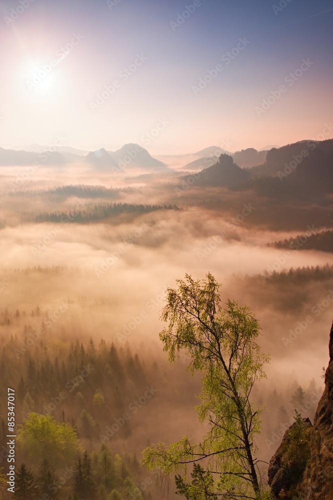 Obraz premium Fairy daybreak. Misty awakening in a beautiful hills. Peaks of hills are sticking out from foggy background