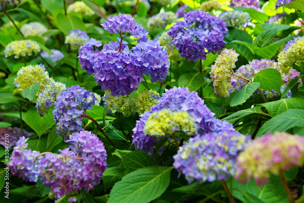 Blue hydrangeas in the garden Blue hydrangeas in the garden