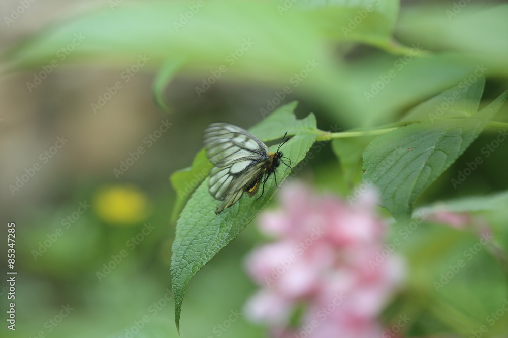Fototapeta premium ウスバシロチョウ