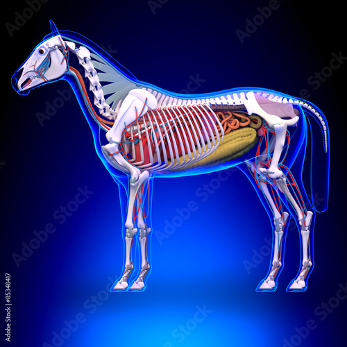 Fototapeta Naklejka Na Ścianę i Meble -  Horse Anatomy - Internal Anatomy of Horse