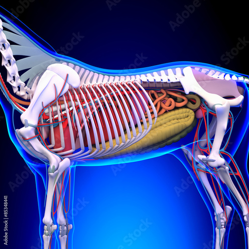 Fototapeta Naklejka Na Ścianę i Meble -  Horse Anatomy - Internal Anatomy of Horse Close-up