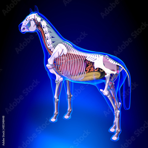 Fototapeta Naklejka Na Ścianę i Meble -  Horse Anatomy - Internal Anatomy of Horse Back View on blue