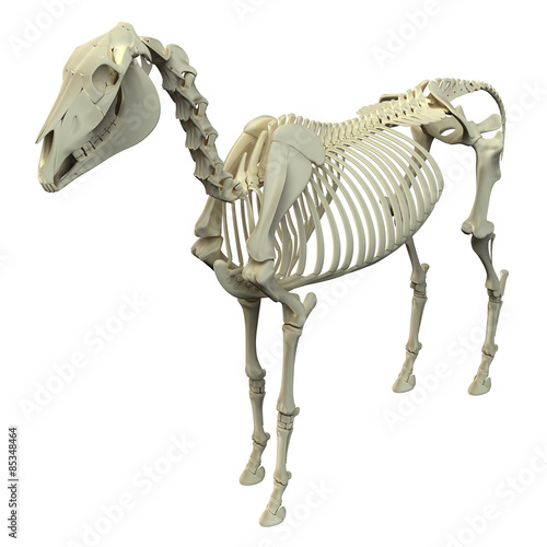 Horse Skeleton - Horse Equus Anatomy - isolated on white