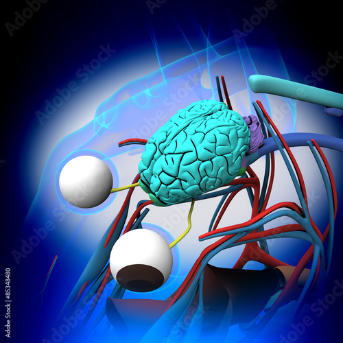 Fototapeta Naklejka Na Ścianę i Meble -  Horse Brain Anatomy - cross-section on blue background