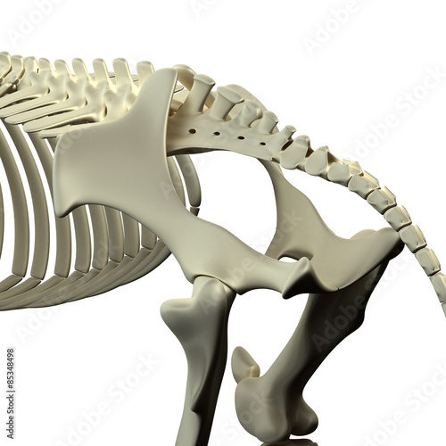 Fototapeta Naklejka Na Ścianę i Meble -  Horse Pelvis - Horse Equus Anatomy - isolated on white