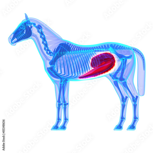 Horse Cecum - Horse Equus Anatomy - isolated on white photo