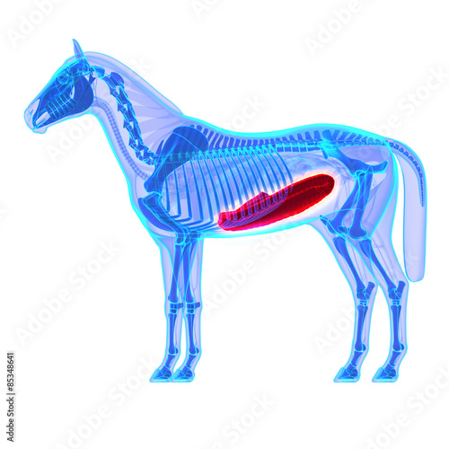 Horse Colon - Horse Equus Anatomy - isolated on white