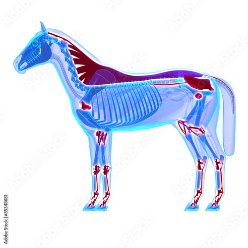 Fototapeta Naklejka Na Ścianę i Meble -  Horse Ligaments and Joints / Tendons - Horse Equus Anatomy