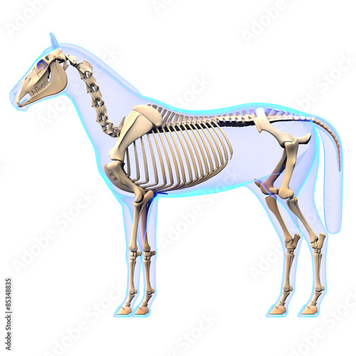 Fototapeta Naklejka Na Ścianę i Meble -  Horse Skeleton Side View - Horse Equus Anatomy