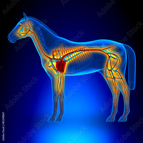 Fototapeta Naklejka Na Ścianę i Meble -  Horse Heart Circulatory System - Horse Equus Anatomy