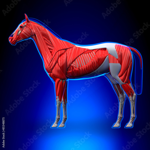 Fototapeta Naklejka Na Ścianę i Meble -  Horse Muscles - Horse Equus Anatomy - on blue background