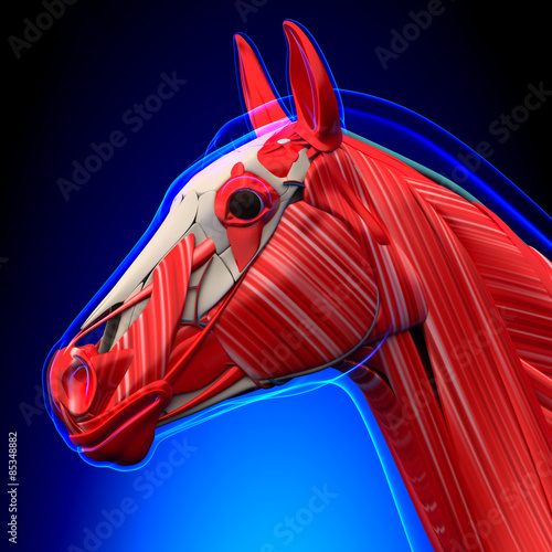 Fototapeta Naklejka Na Ścianę i Meble -  Horse Head Muscles - Horse Equus Anatomy - on blue background