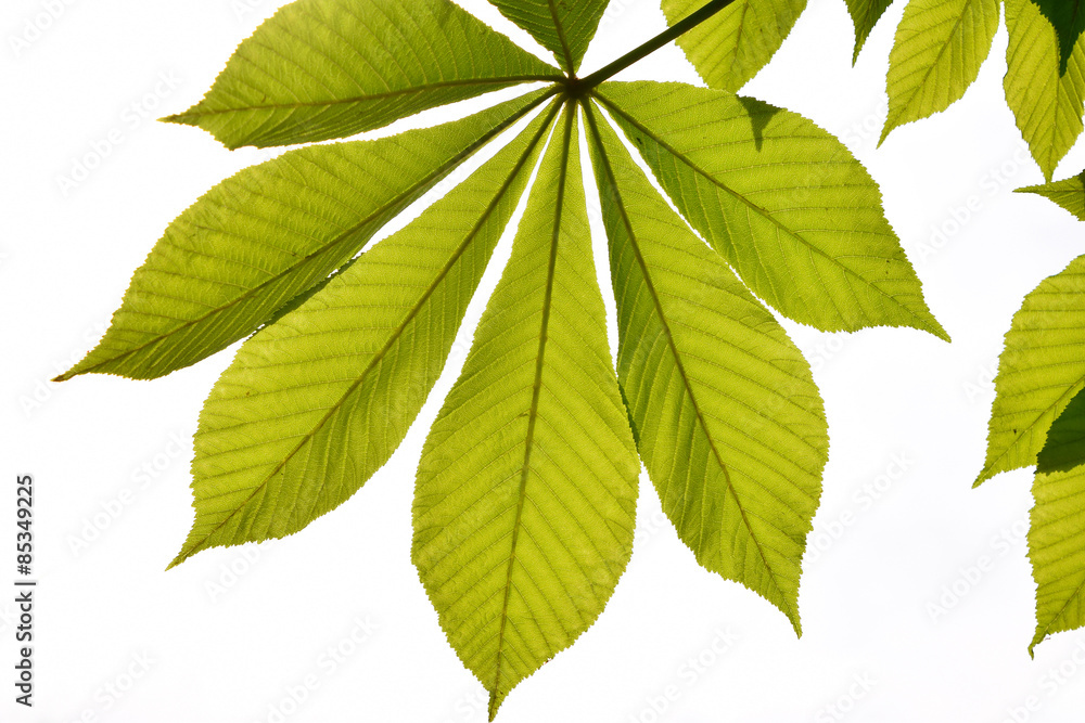 Translucent horse chestnut textured green leaves in back lightin Translucent horse chestnut textured green leaves in back lightin
