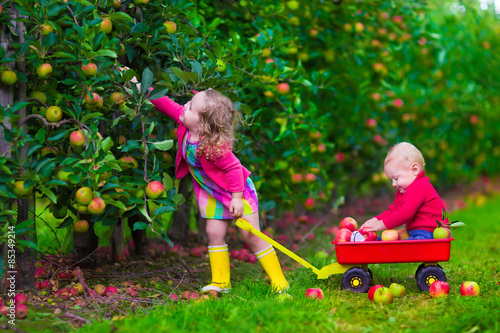 Kids picking apple on a farm