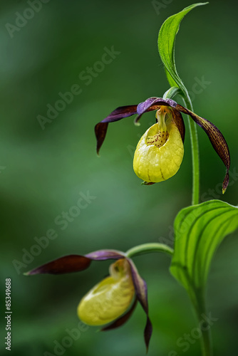 Fototapeta Naklejka Na Ścianę i Meble -  One Lady Slipper orchid in focus during early summer
