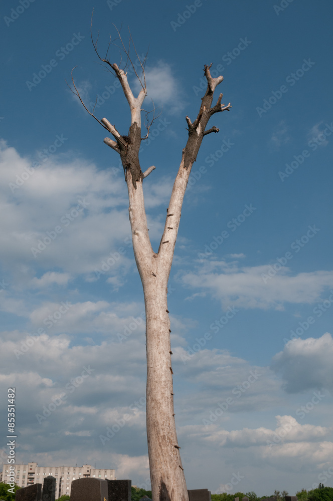 der trockene baum