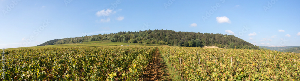 panoramic view of vineyard during the grape harvest in Burgundy