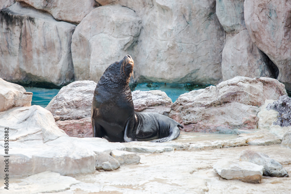 Obraz premium Sea lion mammal aquatic coasts of south africa atlantic ocean. Show in the Safari world open zoo Thailand.