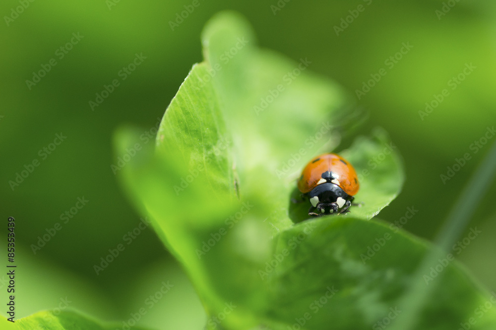 A beautiful ladybug in green grass A beautiful ladybug in green grass