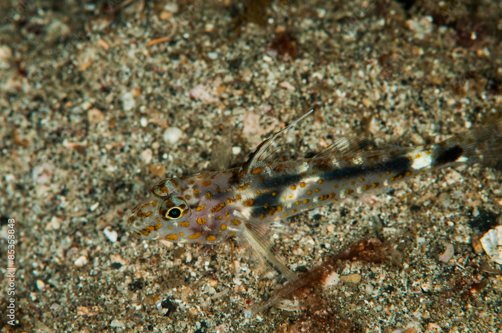 scuba diving lembeh indonesia blocthed goby