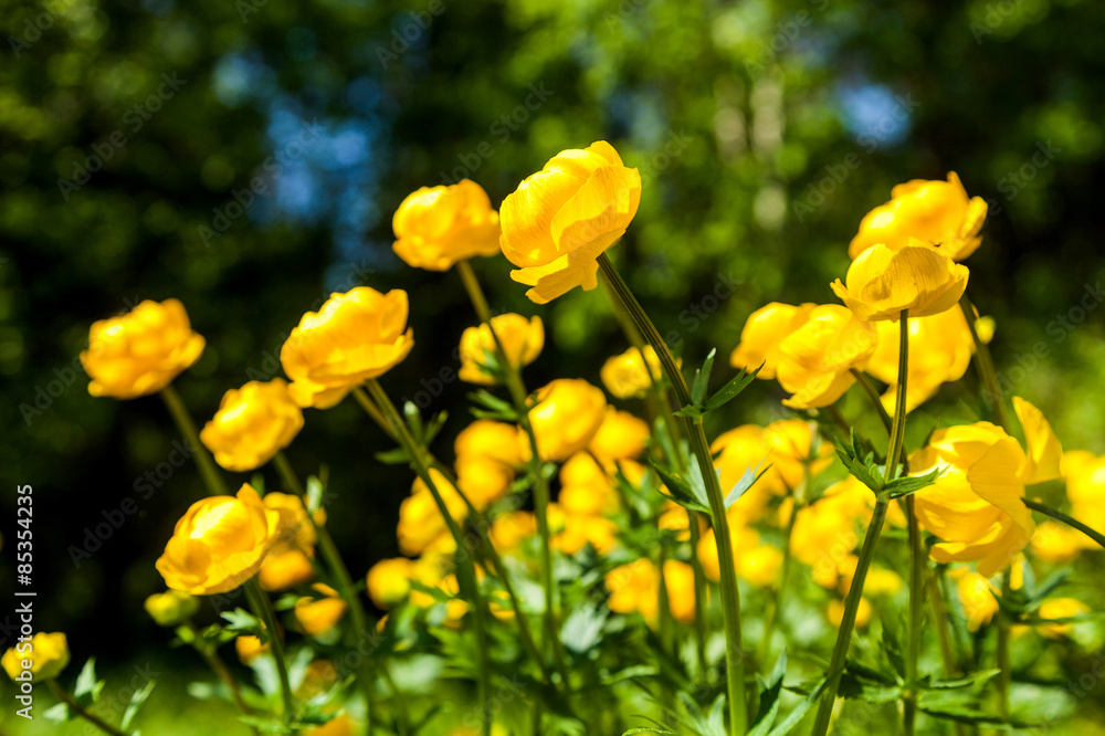 Fototapeta premium yellow flowers italmas