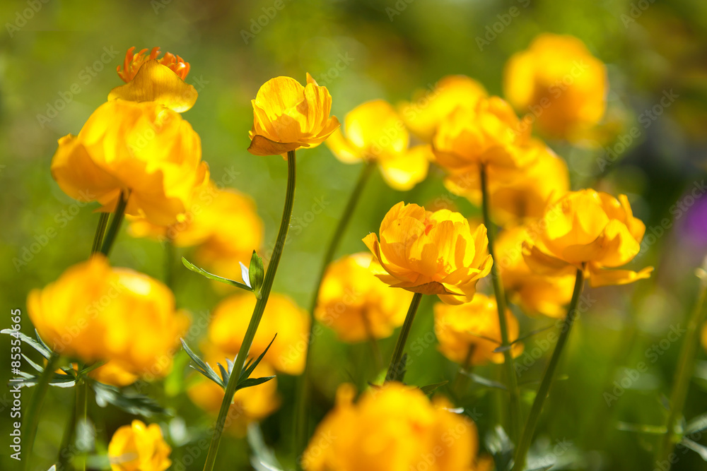 yellow flowers italmas yellow flowers italmas