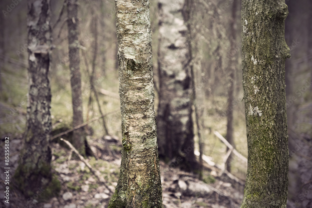 Ancient forest