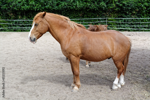 Fototapeta Naklejka Na Ścianę i Meble -  Pony napping in the backyard.