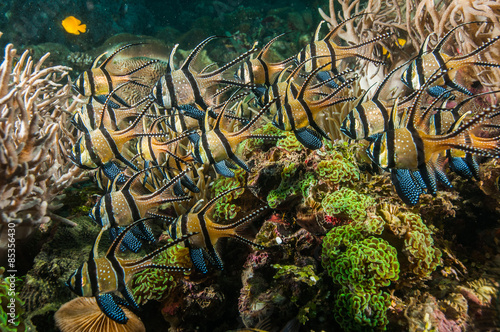scuba diving lembeh indonesia banggai cardinalfish underwater photo