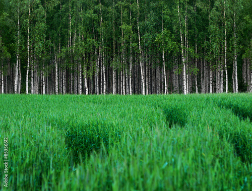 Green wheat field with grove of birch trees © Pink Badger