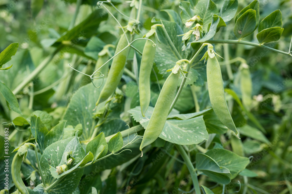 Ripe green peas in a garden