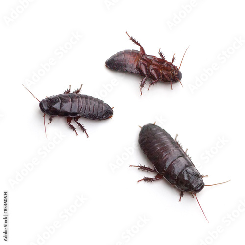 Brown-hooded Cockroach