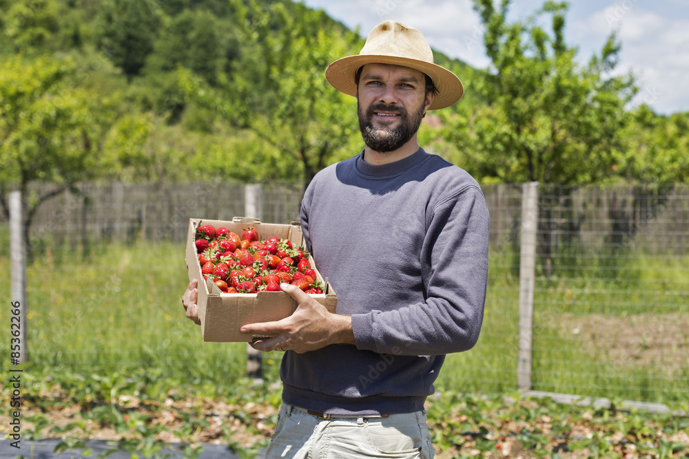 young farmer in strawberry field holding a cardboard box full wi