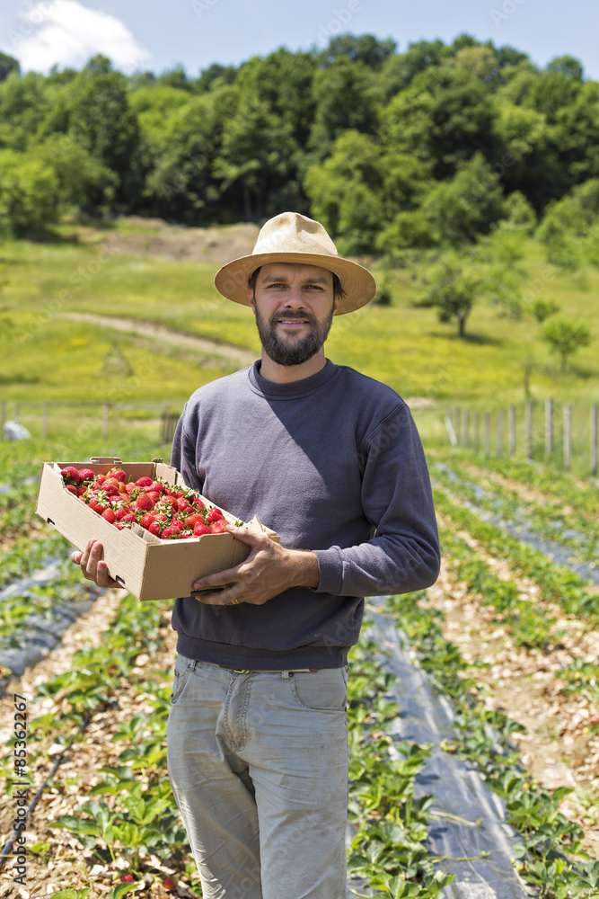 Young farmer in strawberry field holding a cardboard box full w