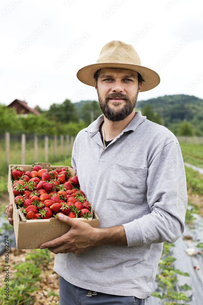 Young farmer in strawberry field holding a cardboard box full wi