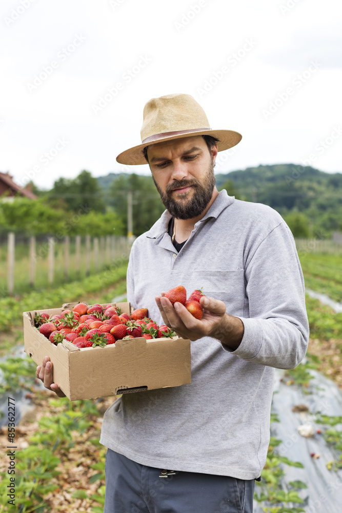 young farmer in strawberry field holding a cardboard box full wi