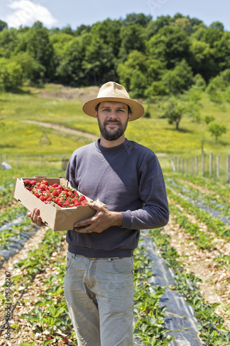 Obraz na płótnie Young farmer in strawberry field holding a cardboard box full w w salonie