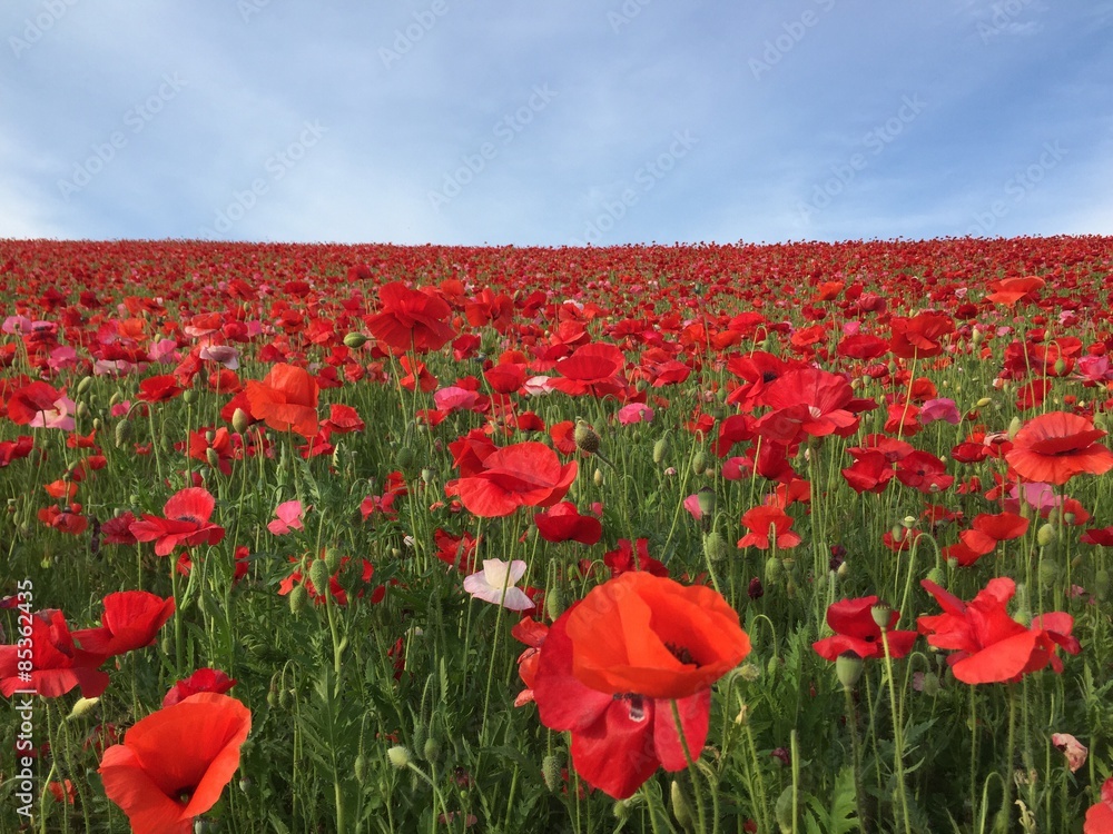 Obraz premium シャーレーポピーの丘