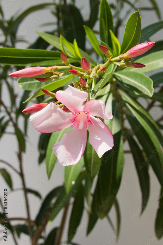 Fototapeta premium Closeup of a beautiful pink flower of the oleander