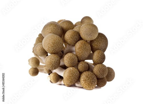 shimeji mushroom, brown beech mushroom on white background