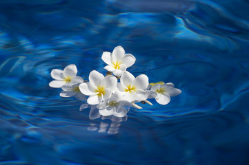 Keuken achterwand Frangipani Frangipani bloemen op glanzend water  © norinori303